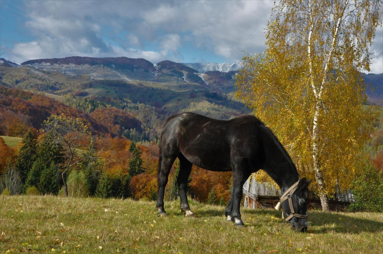 Cabanuta din munti Hotel Moieciu de Jos Bagian luar foto