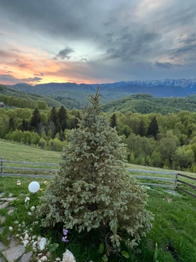Cabanuta din munti Hotel Moieciu de Jos Bagian luar foto